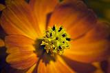 Orange Flower_51466